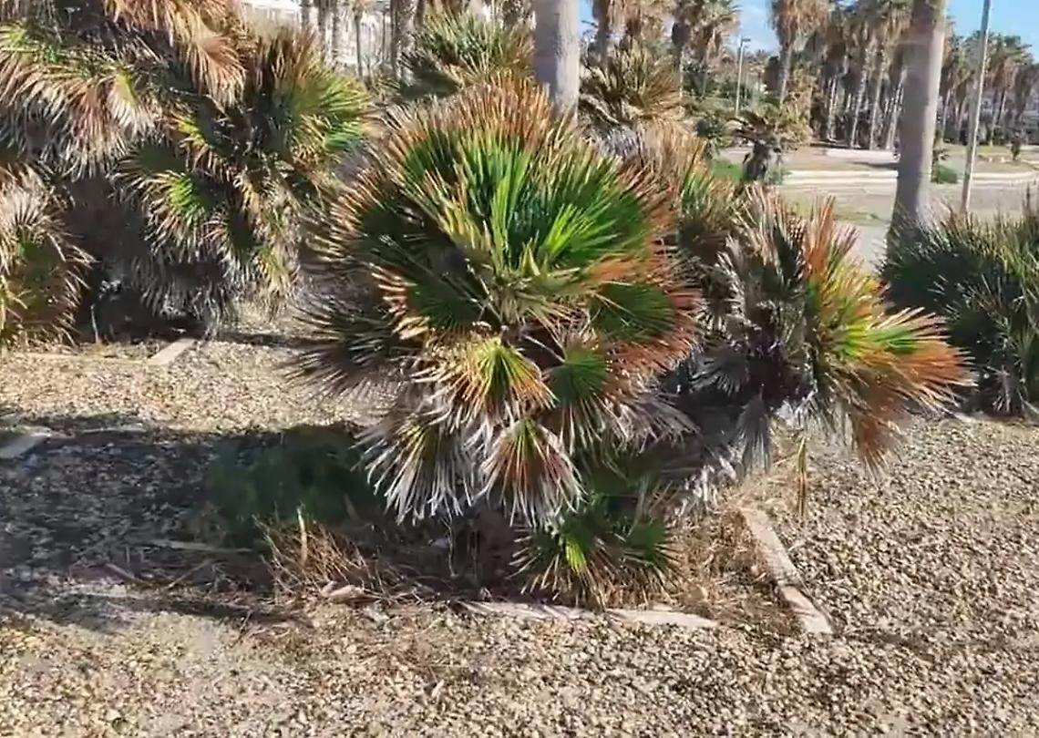 Palme alla Marina, Bioma: &laquo;Occorrono manutenzioni oculate&raquo;