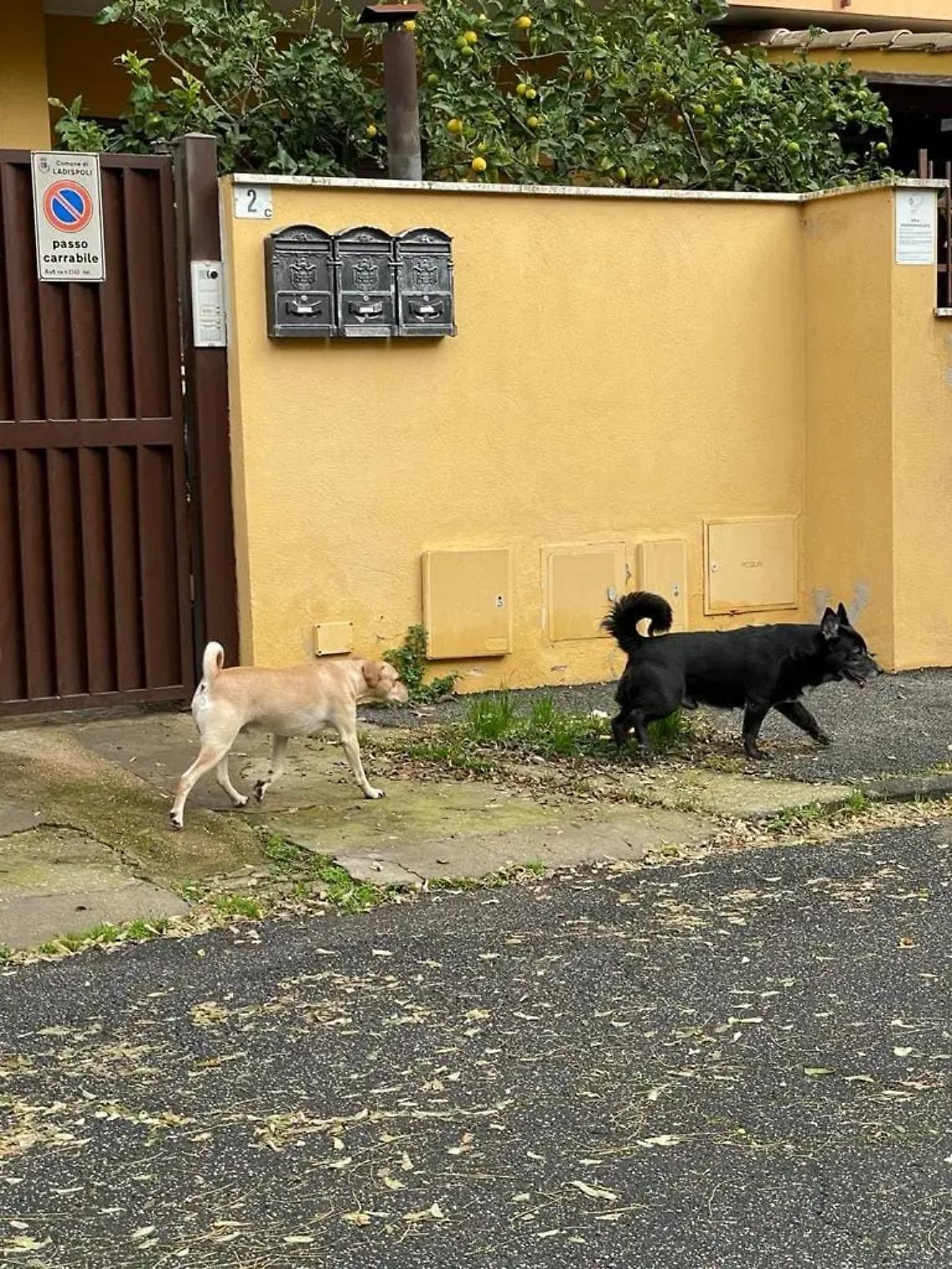 Aggredita e morsa da un cane mentre passeggia