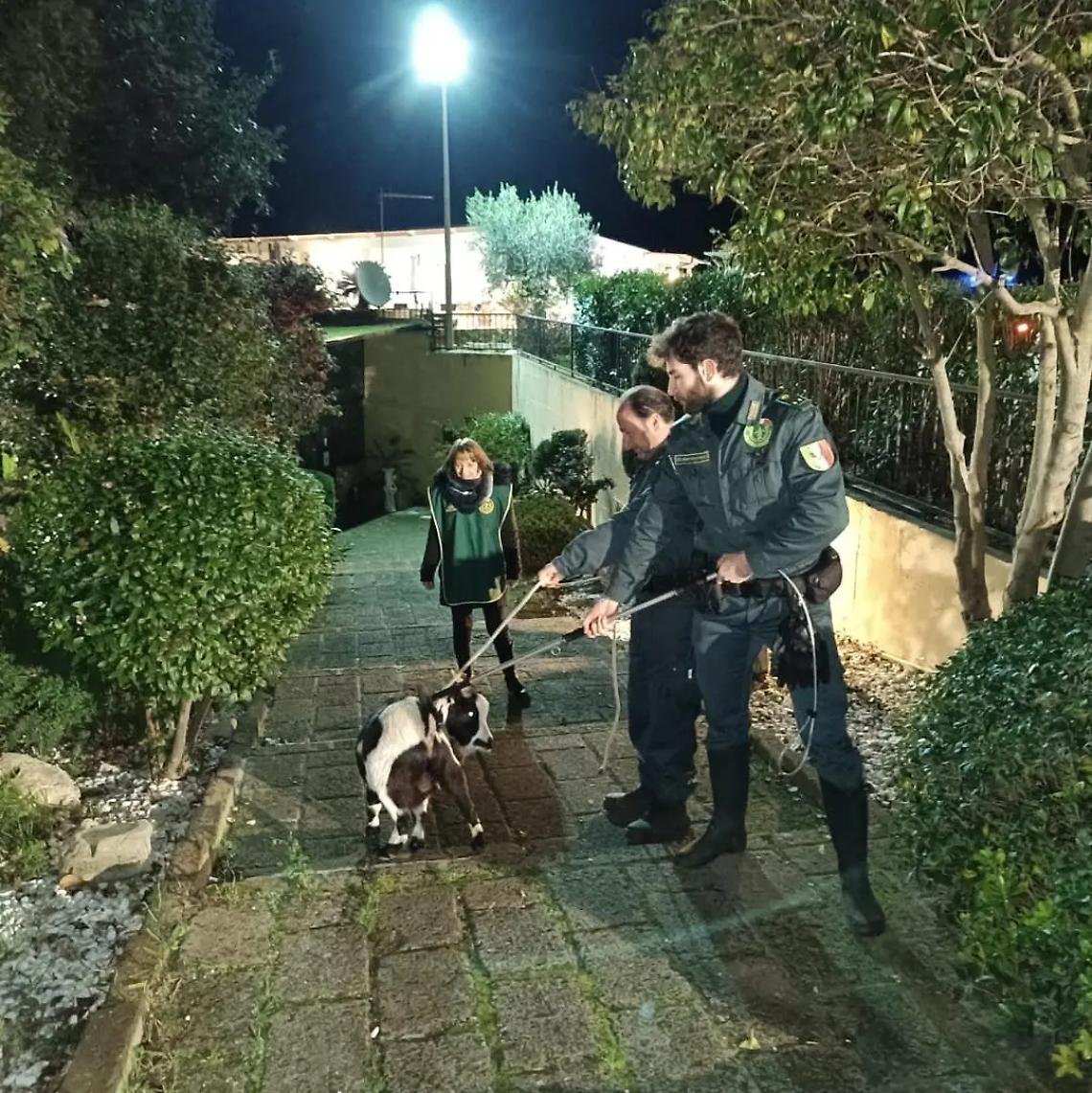 Capretta imbizzarrita, semina il panico in strada