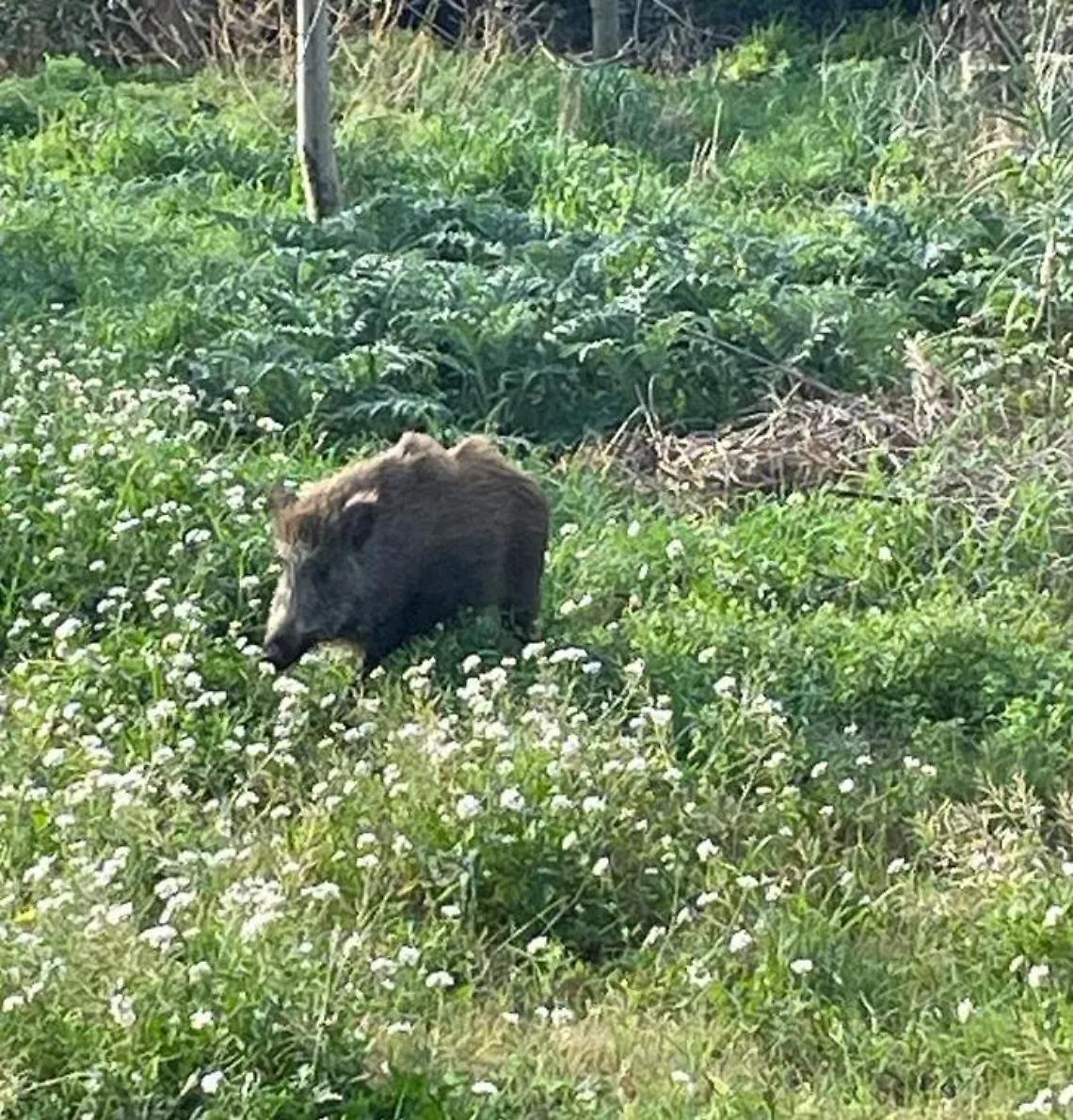 Le discariche aumentano e attirano in strada i cinghiali