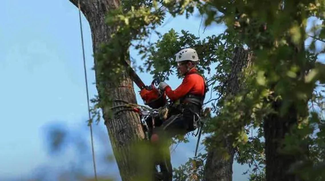 Disciplina di traffico provvisoria per lavori di potatura in via Foce Micina