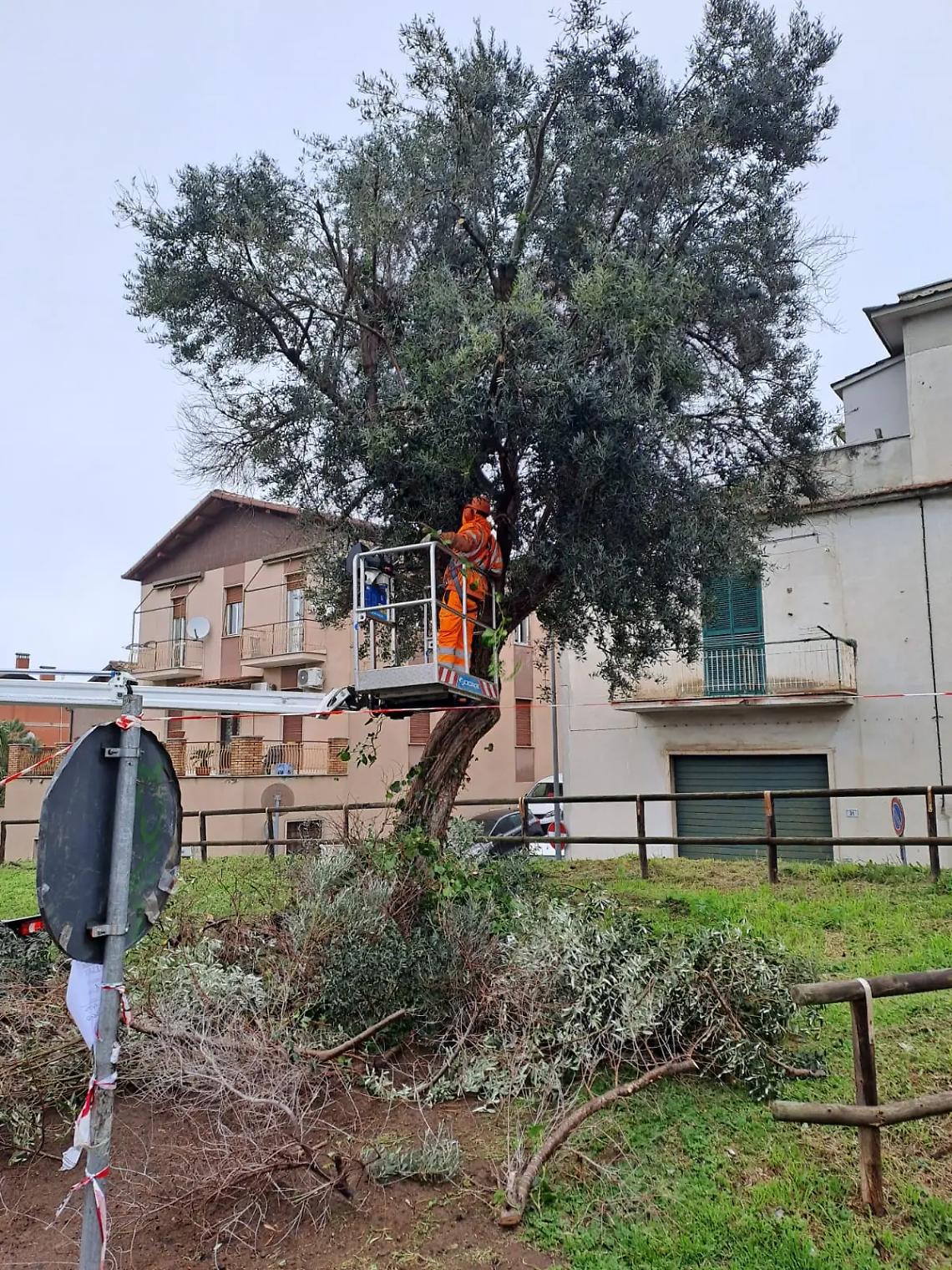 Potature per gli olivi del Granarone e del Parco della Legnara