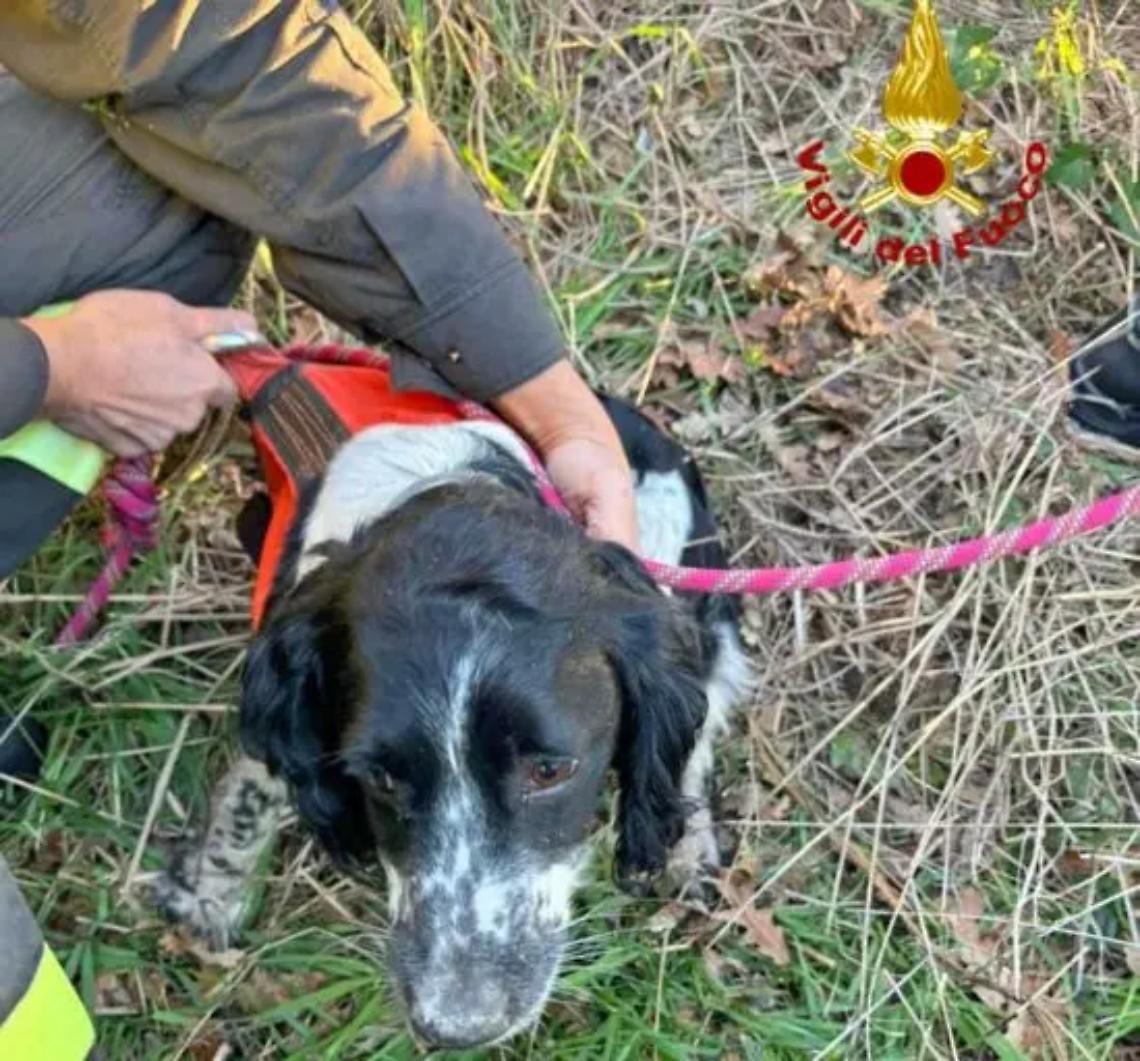 Paura per un cane precipitato in un pozzo