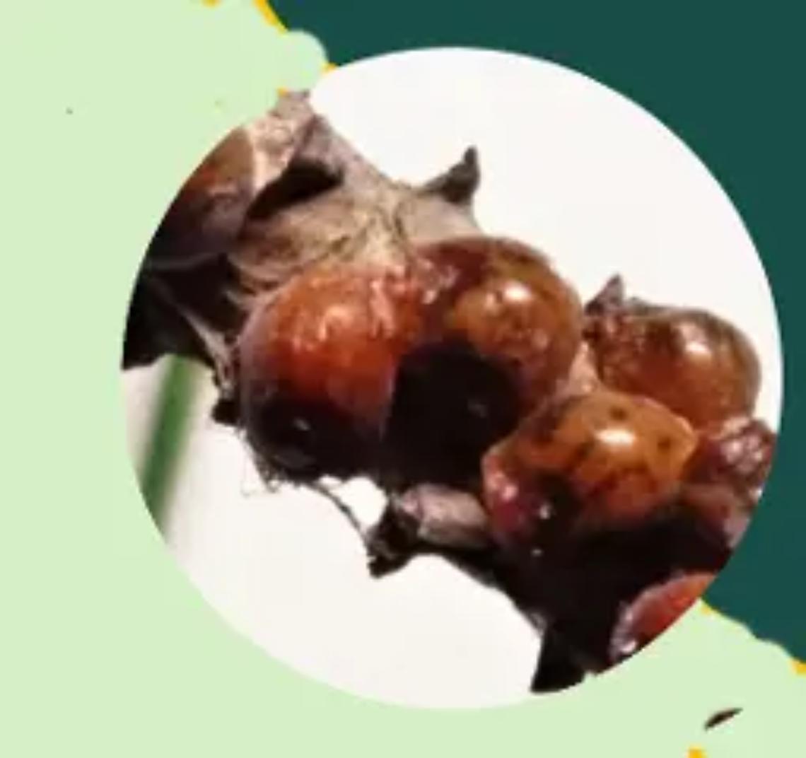 Cocciniglia Tartaruga salva la Perla del Tirreno