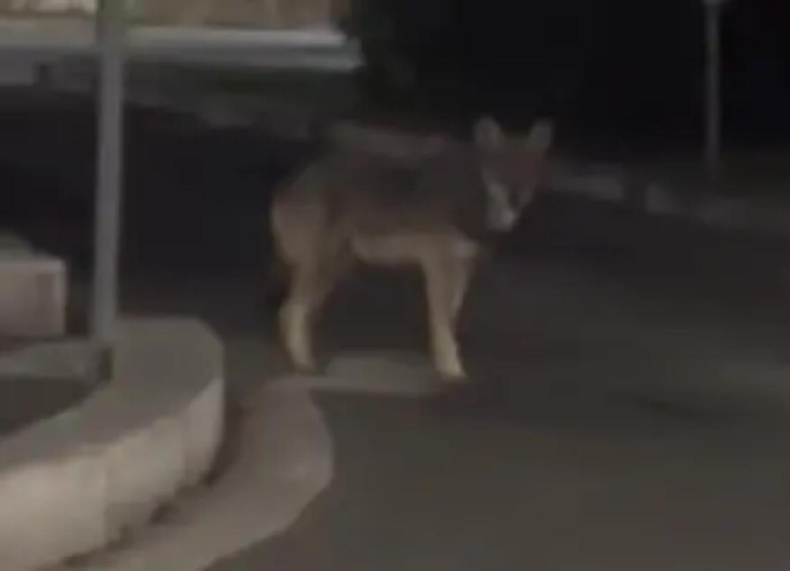 Un lupo a spasso nel centro abitato