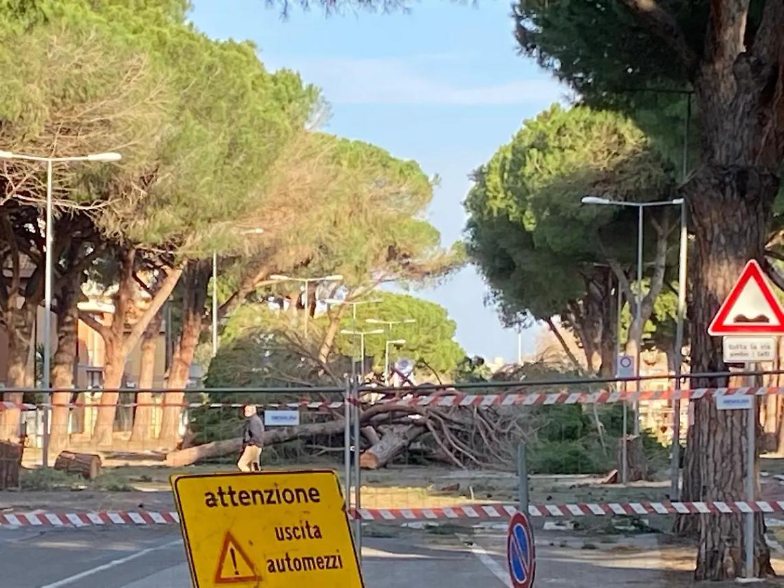 Polemiche a Tarquinia: l'abbattimento dei pini al Lido scatena il confronto tra ambientalisti e amministrazione