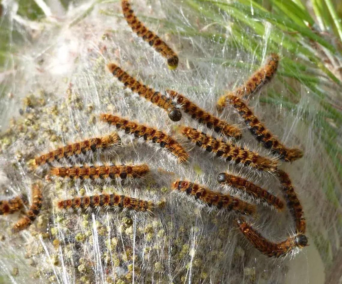 Occhio alla processionaria