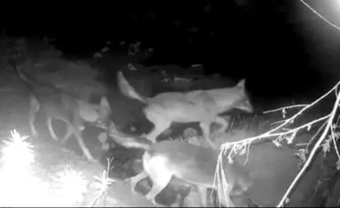 Animali sbranati dai lupi, chiesti fondi alla Regione