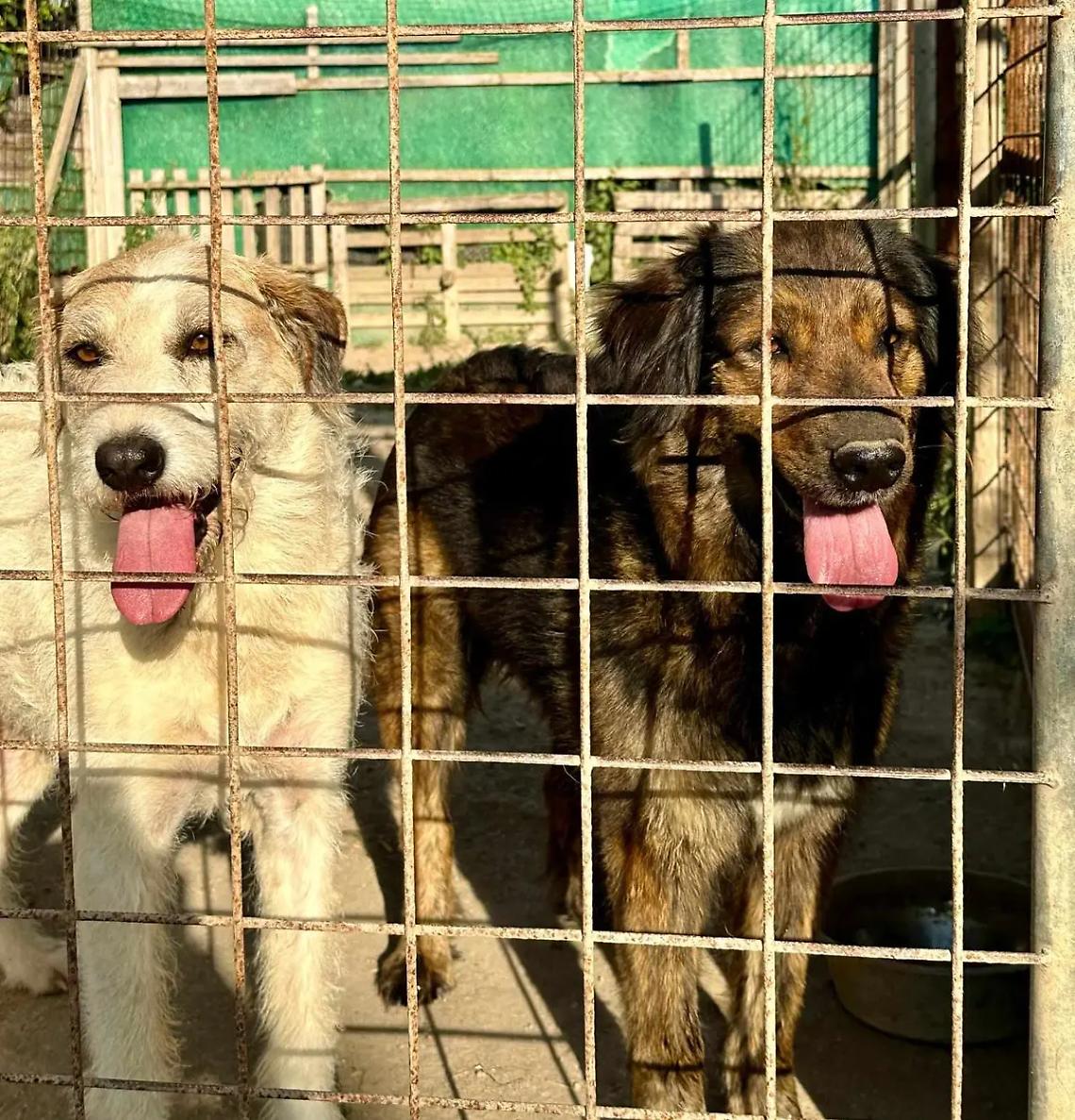&ldquo;Sos cuccioli&rdquo;, si cerca una nuova casa