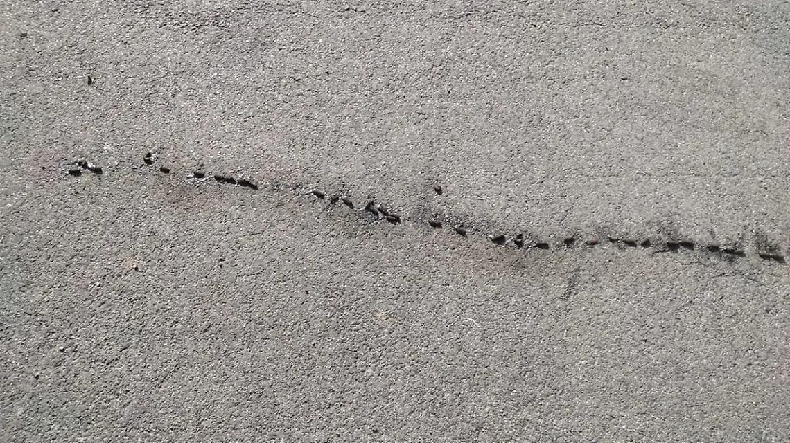 Allarme processionaria anche in zona Faro