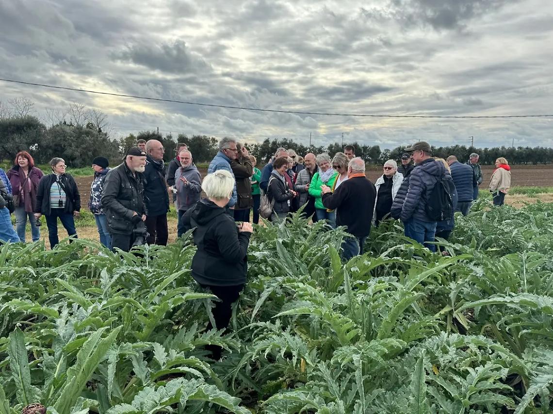 Pullman di tedeschi in campagna per degustare i carciofi romaneschi