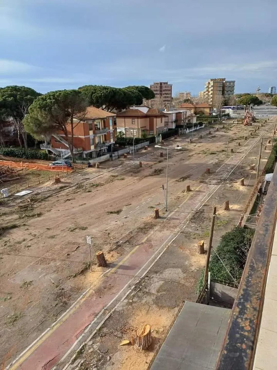 Taglio dei pini: presentata la richiesta di accesso agli atti