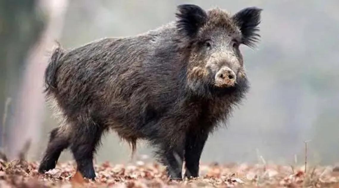 Coldiretti scrive a Baccini: &laquo;Cinghiali e daini danneggiano il raccolto&raquo;