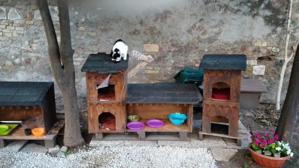 A Santa Marinella, aperimicio solidale per raccogliere fondi per gli &ldquo;Aristogatti&rdquo;