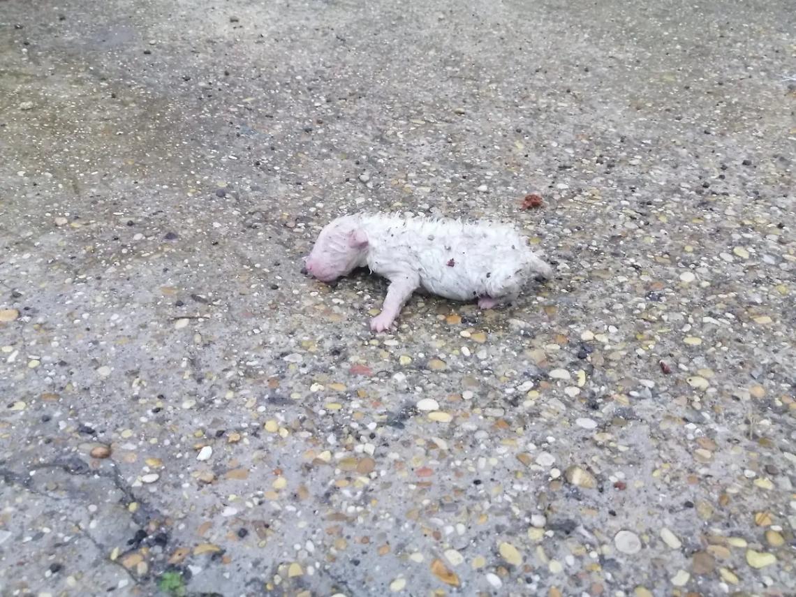 Abbandonato appena nato, una nuova vita per &ldquo;23&rdquo;