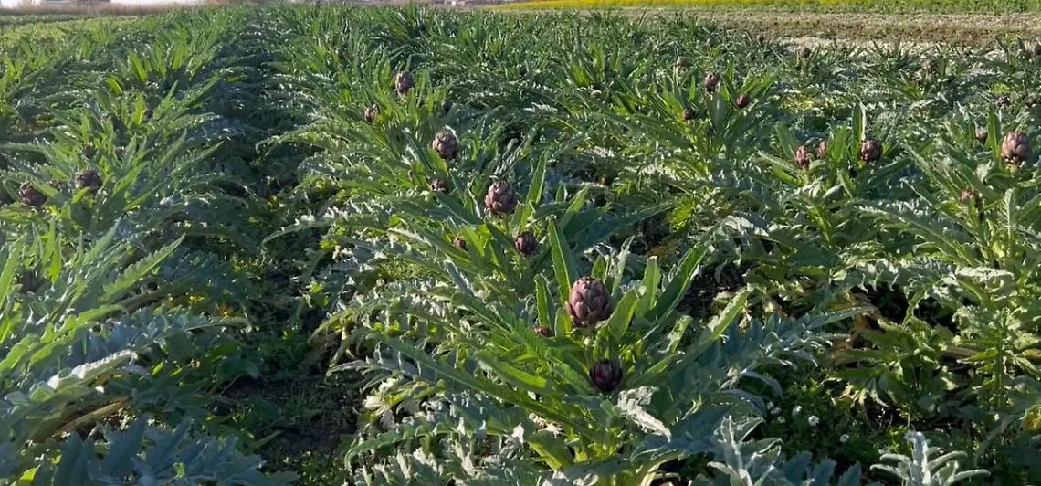 I ladri colpiscono i coltivatori: rubate 400 piante di carciofi