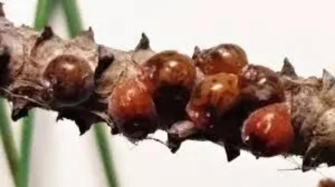 Santa Marinella, una mozione per chiedere la prevenzione della malattia dei pini