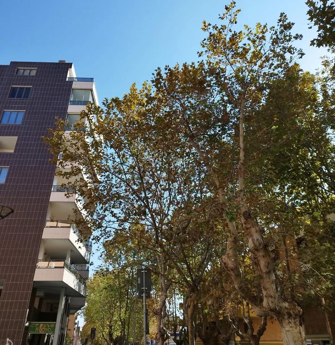 Viale Baccelli, a quando le potature?