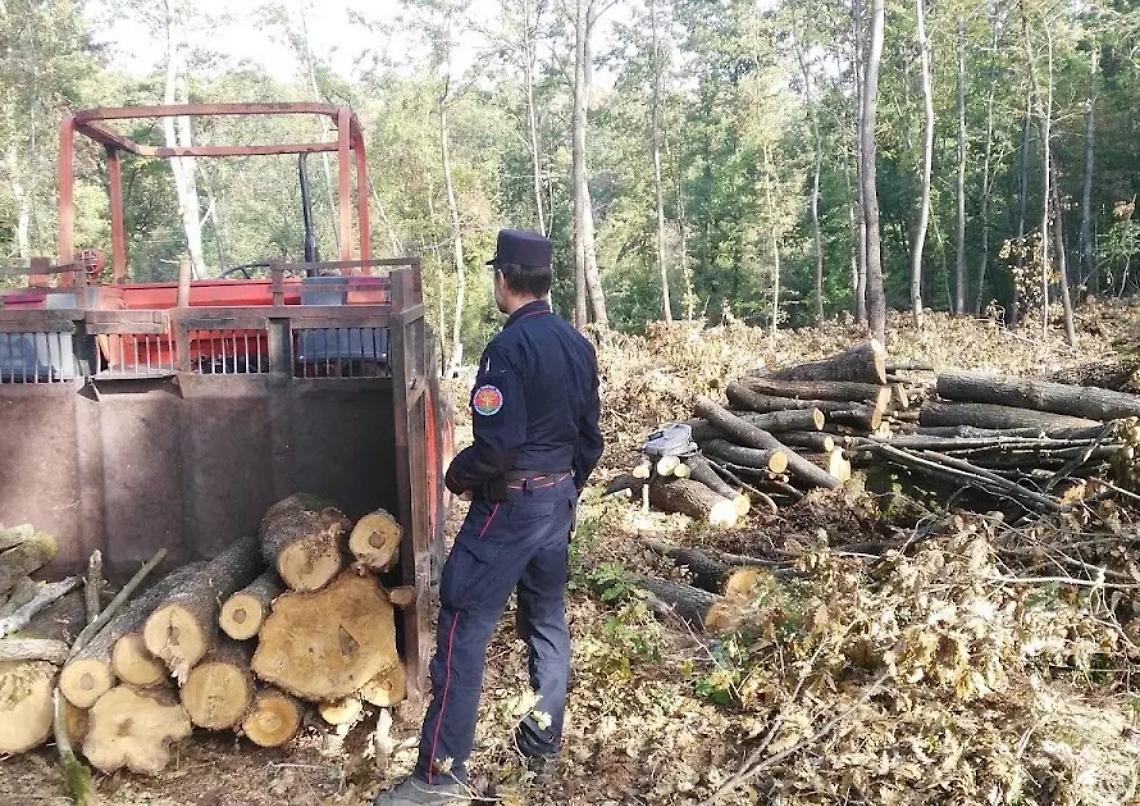 Commercio illegale di legname, una denuncia a Orte