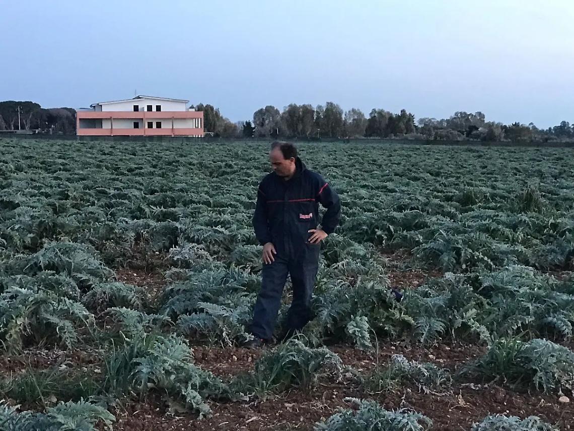 &laquo;I nostri carciofi rubati ogni notte&raquo;
