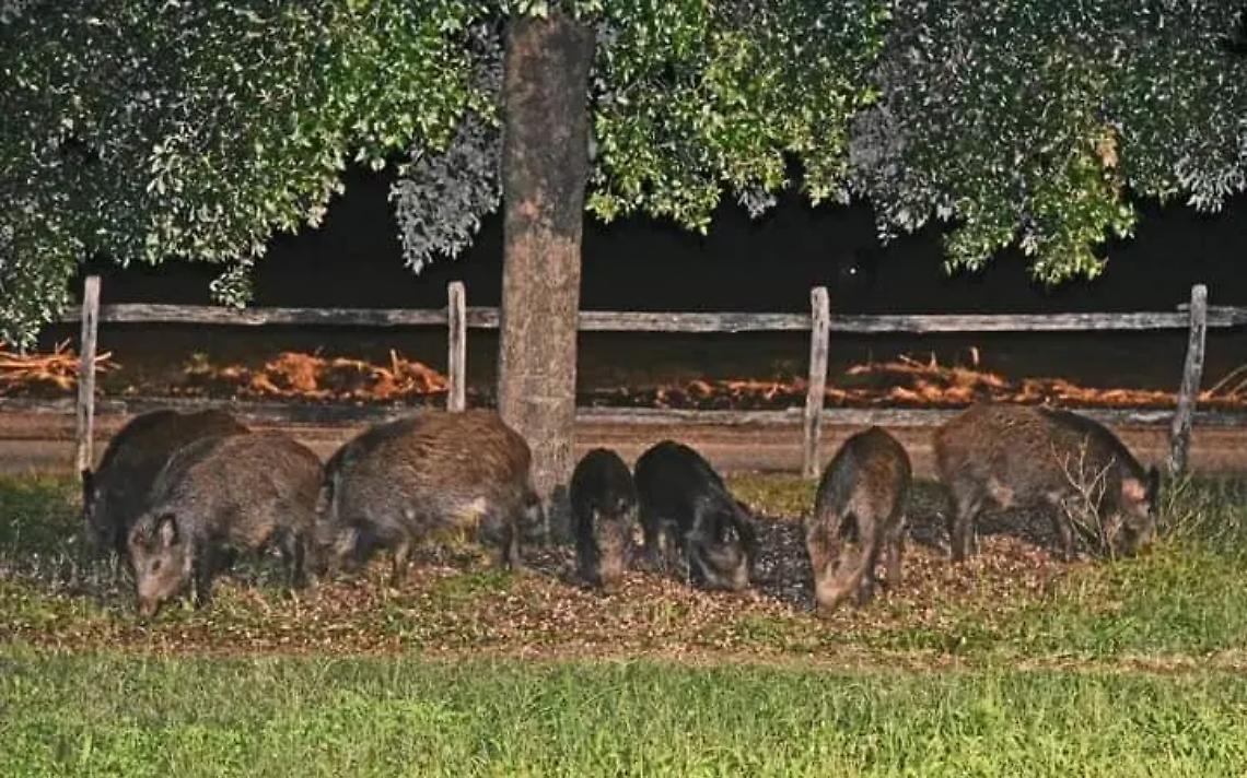 Cinghiali lungo le strade: &egrave; protesta