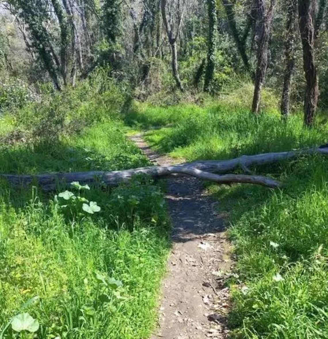 Pericoli nel bosco: crollano gli alberi