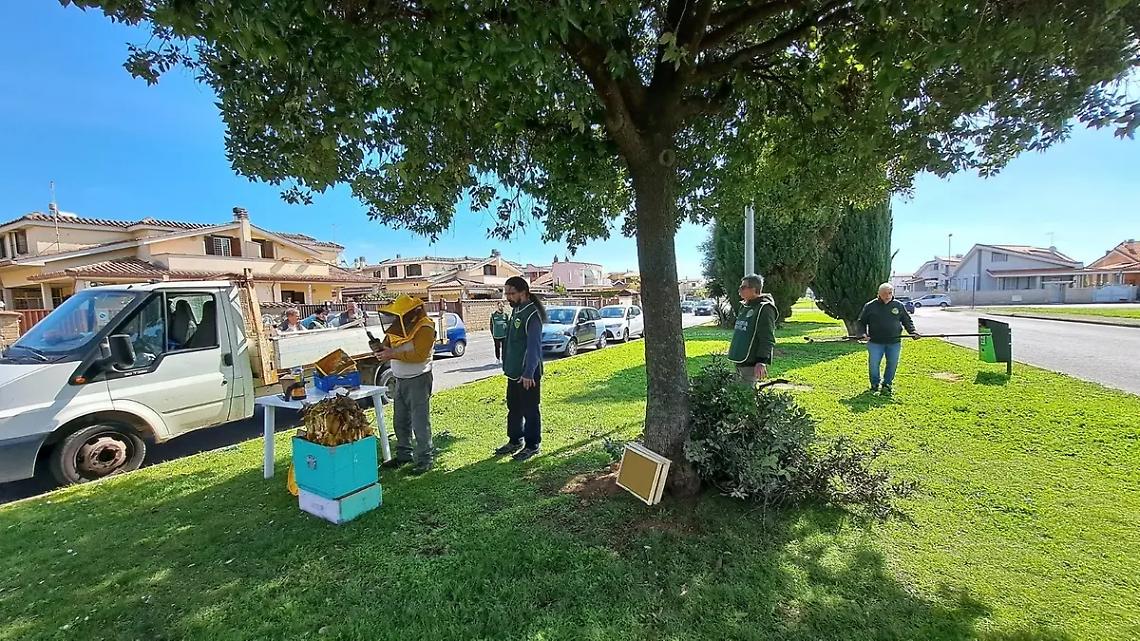 Rimosso un grosso nido d&rsquo;api in viale Mediterraneo
