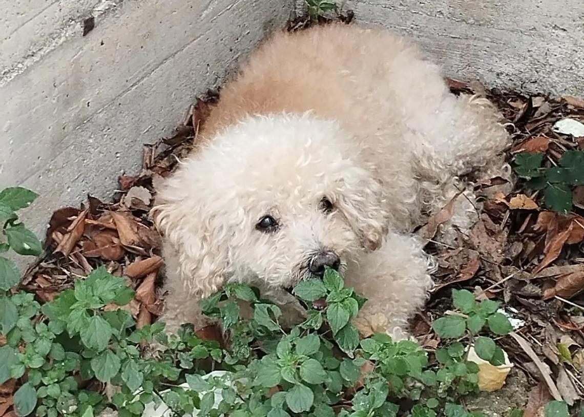 La storia di Cristina, la volontaria che salva gli animali dalla strada