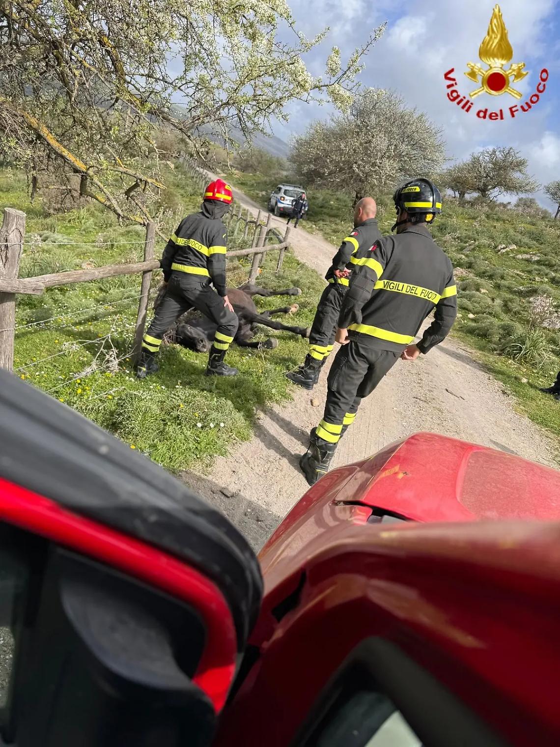 Cavallo resta impigliato nel filo spinato: liberato dai Vigili del fuoco