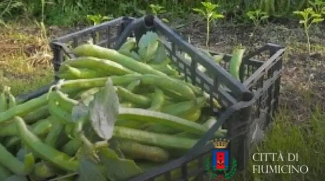 L&rsquo;ordinanza per tutelare i soggetti affetti da favismo