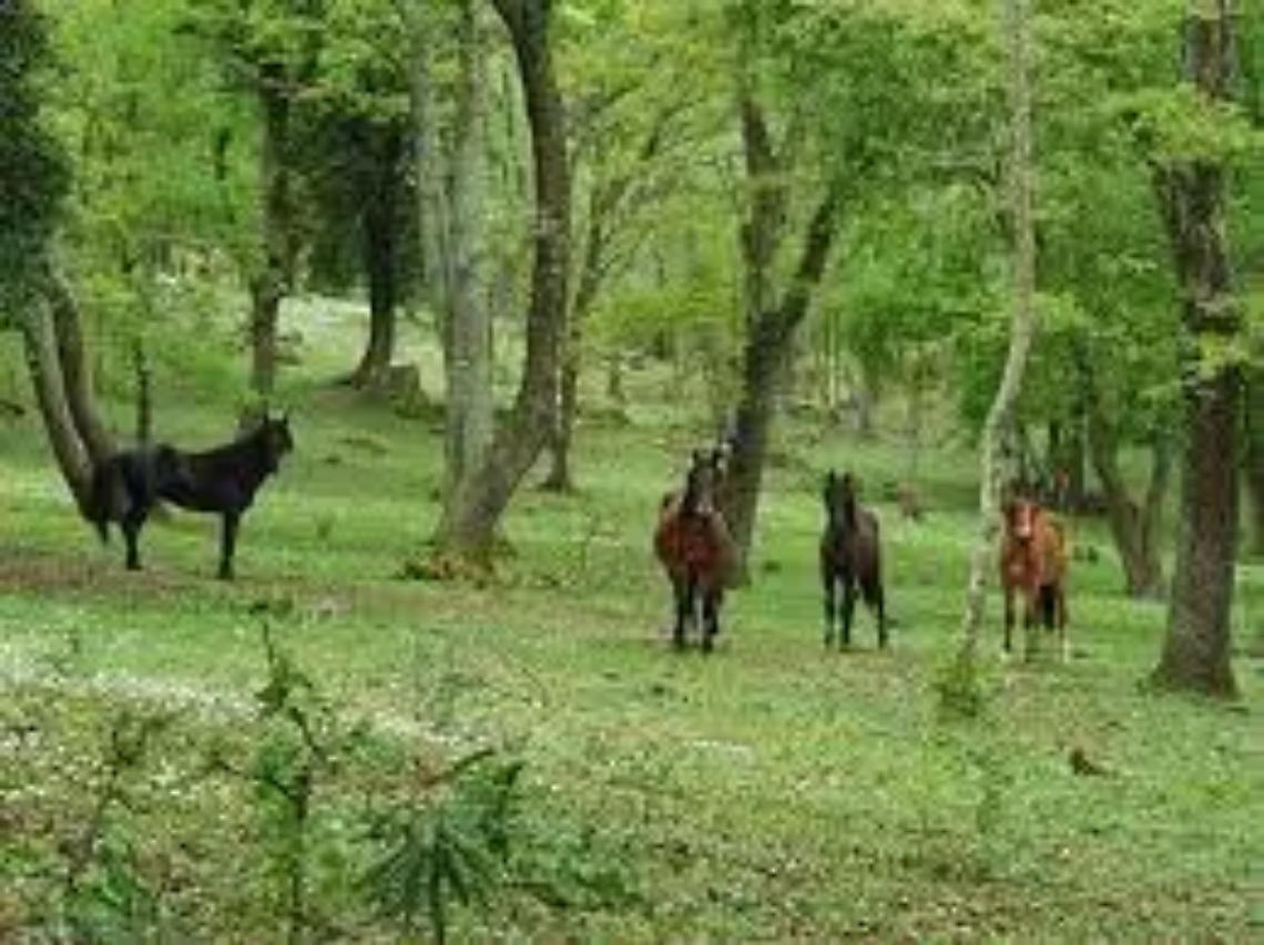 Cavalli uccisi, l&rsquo;Aidaa denuncia il sindaco