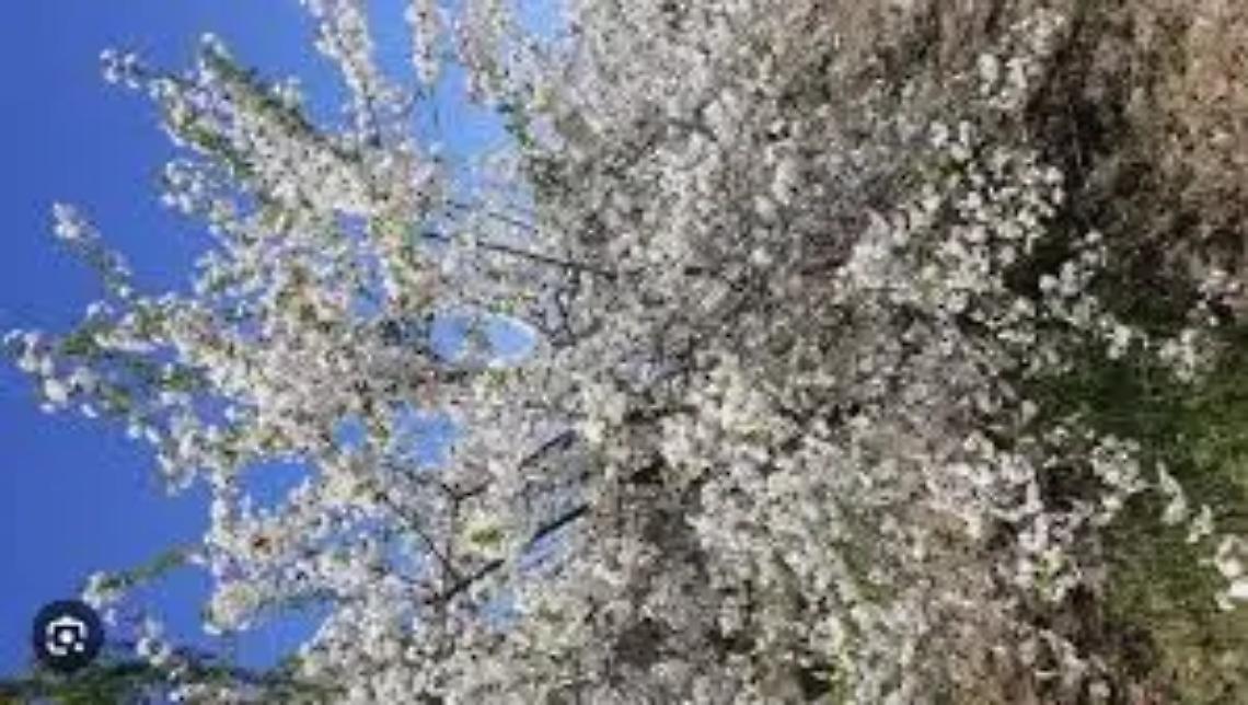 &ldquo;All&rsquo;ombra dei ciliegi in fiore&rdquo;