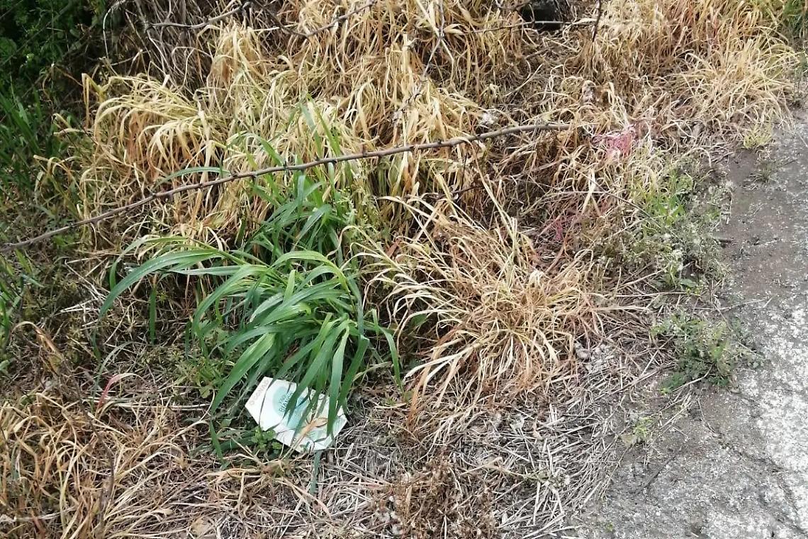 Borgata Aurelia tra erba alta e carenza idrica