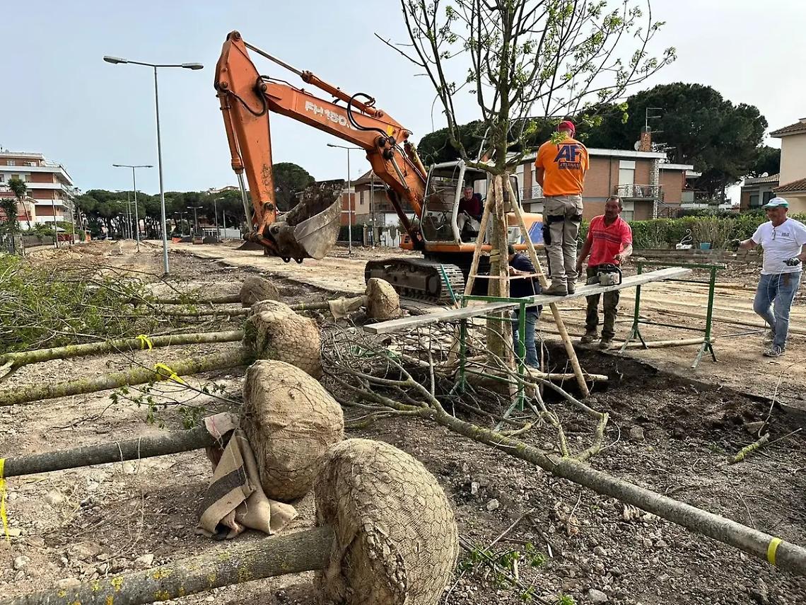 Pini abbattuti, indaga la Procura: sopralluogo a viale Mediterraneo
