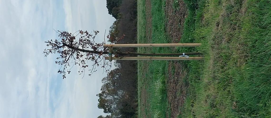 &laquo;Serve pi&ugrave; attenzione verso alberi e parchi urbani&raquo;