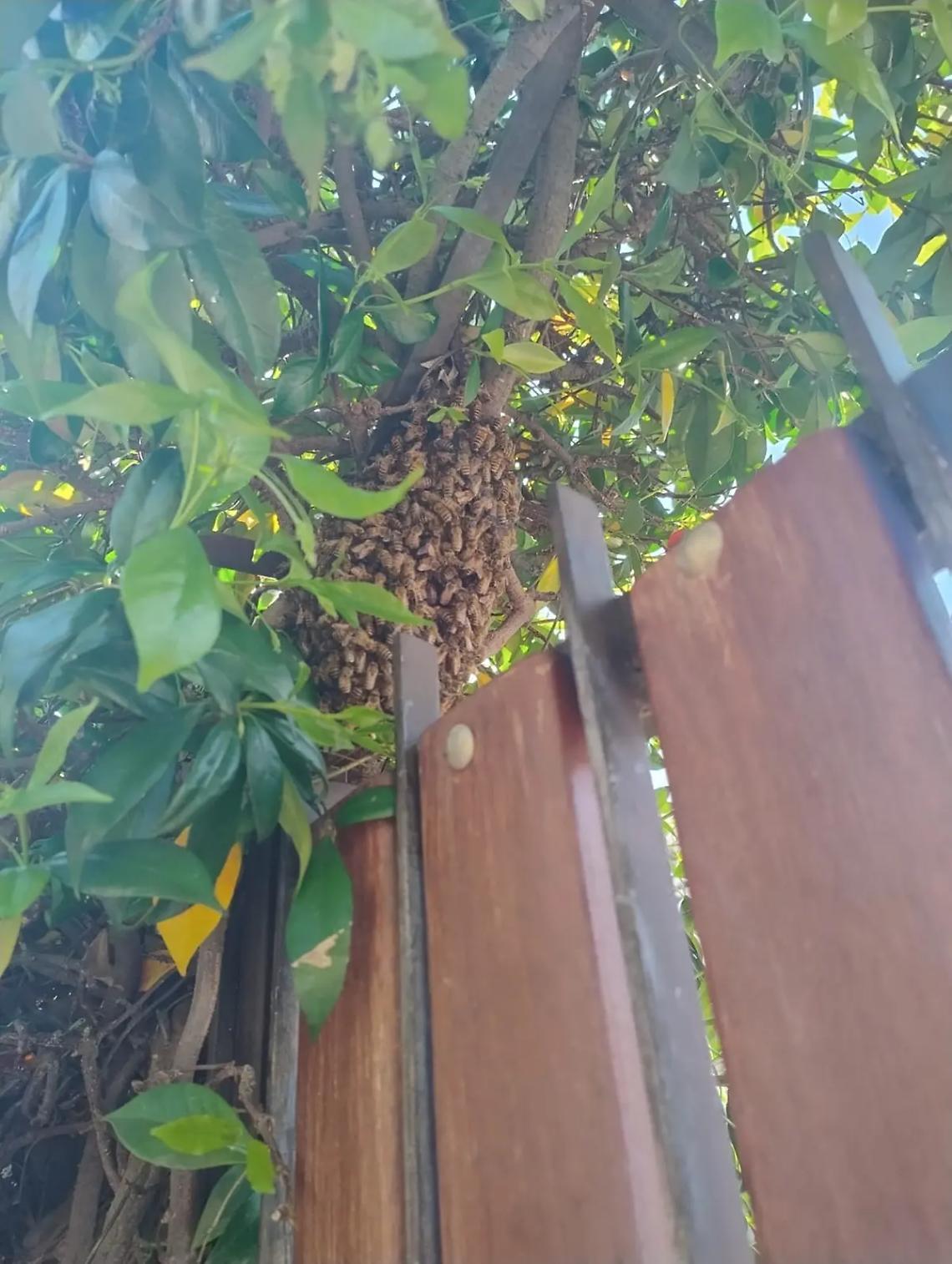 &laquo;&ldquo;Invasione di api&rdquo;, niente paura sono innocue&raquo;