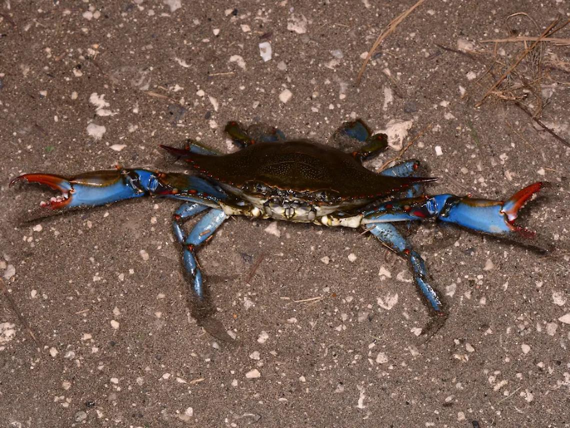 Incubo granchi blu, le uova pronte a schiudersi