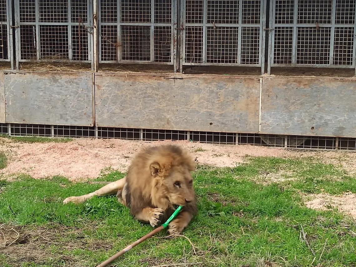Kimba, il leone fuggito dal circo a Ladispoli, protagonista di un libro