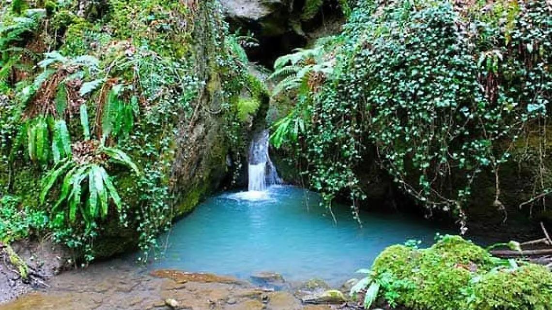 Una passeggiata botanica lungo i torrenti del parco Marturanum