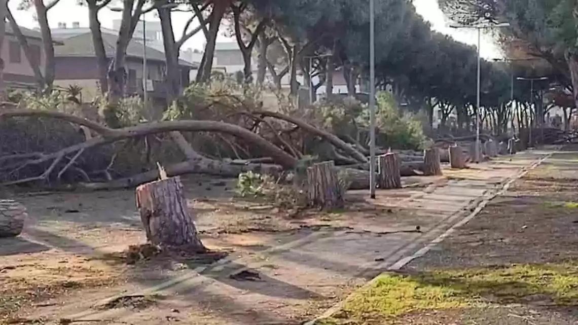 Taglio dei pini a viale Mediterraneo, la Regione Lazio d&agrave; ragione al Comune di Tarquinia