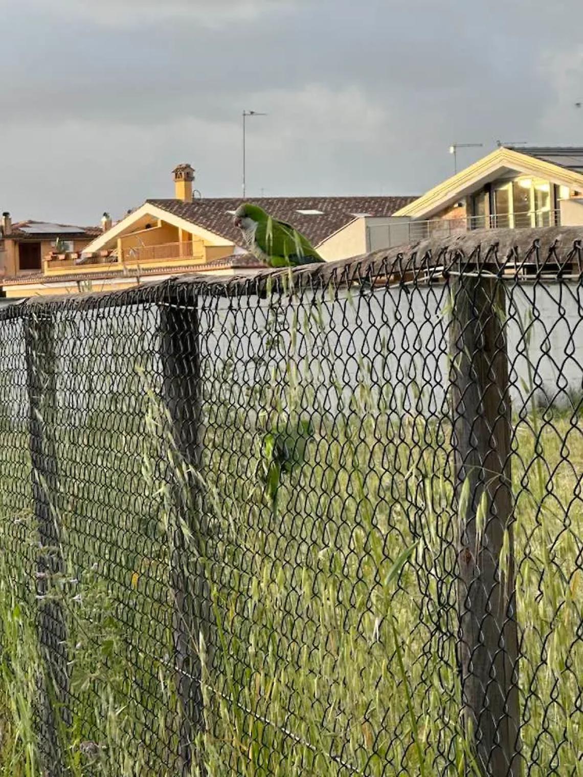 Colorati e rumorosi, i pappagalli invadono i giardini della citt&agrave;