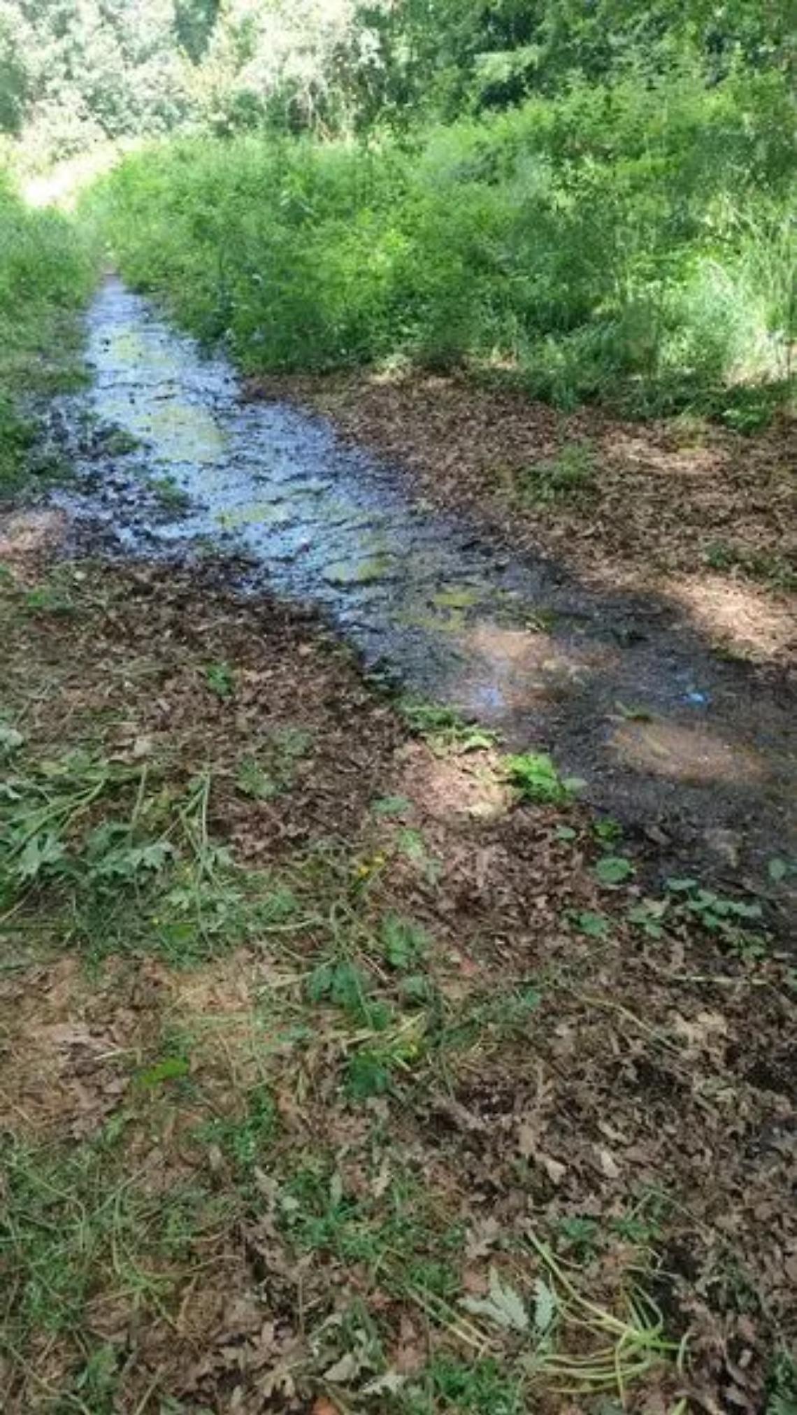 Scarichi sospetti, allerta nel bosco
