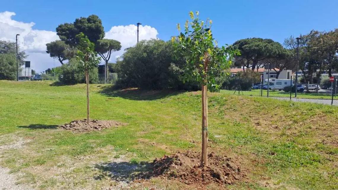 Cerri, lecci, tigli e aceri campestri: citt&agrave; pi&ugrave; green con 47 nuovi alberi
