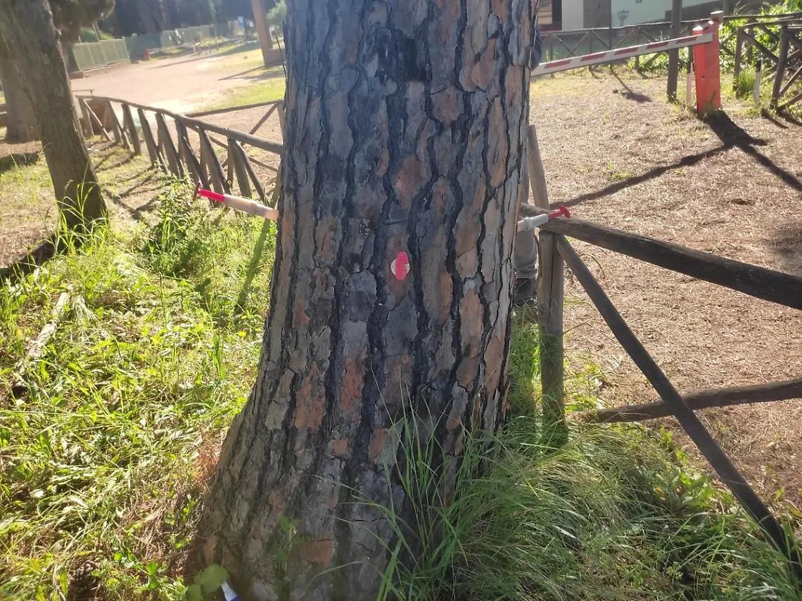 Necropoli: iniziato il trattamento contro la cocciniglia sui pini