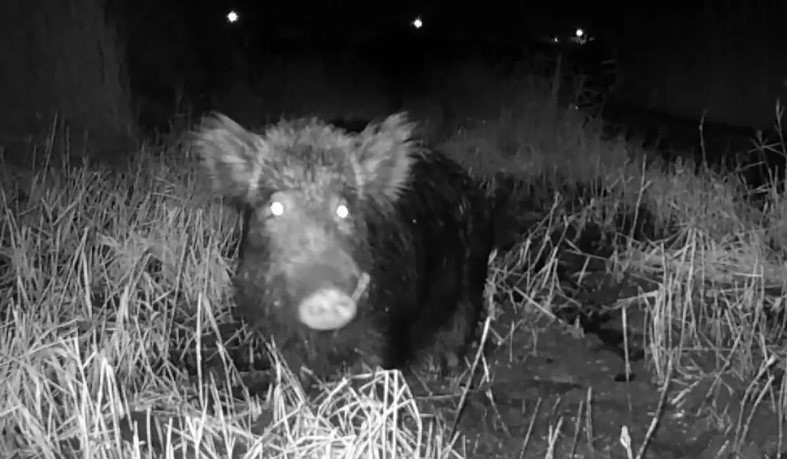 Cinghiale spunta sulla ciclabile, paura tra i passanti a Palo