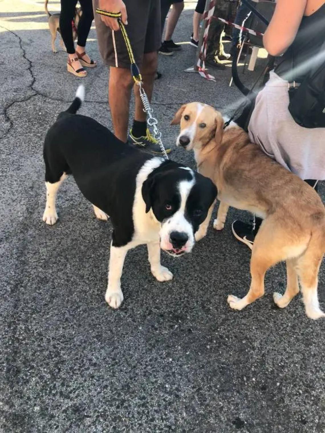 Microchip day gratuito ad Acquapendente