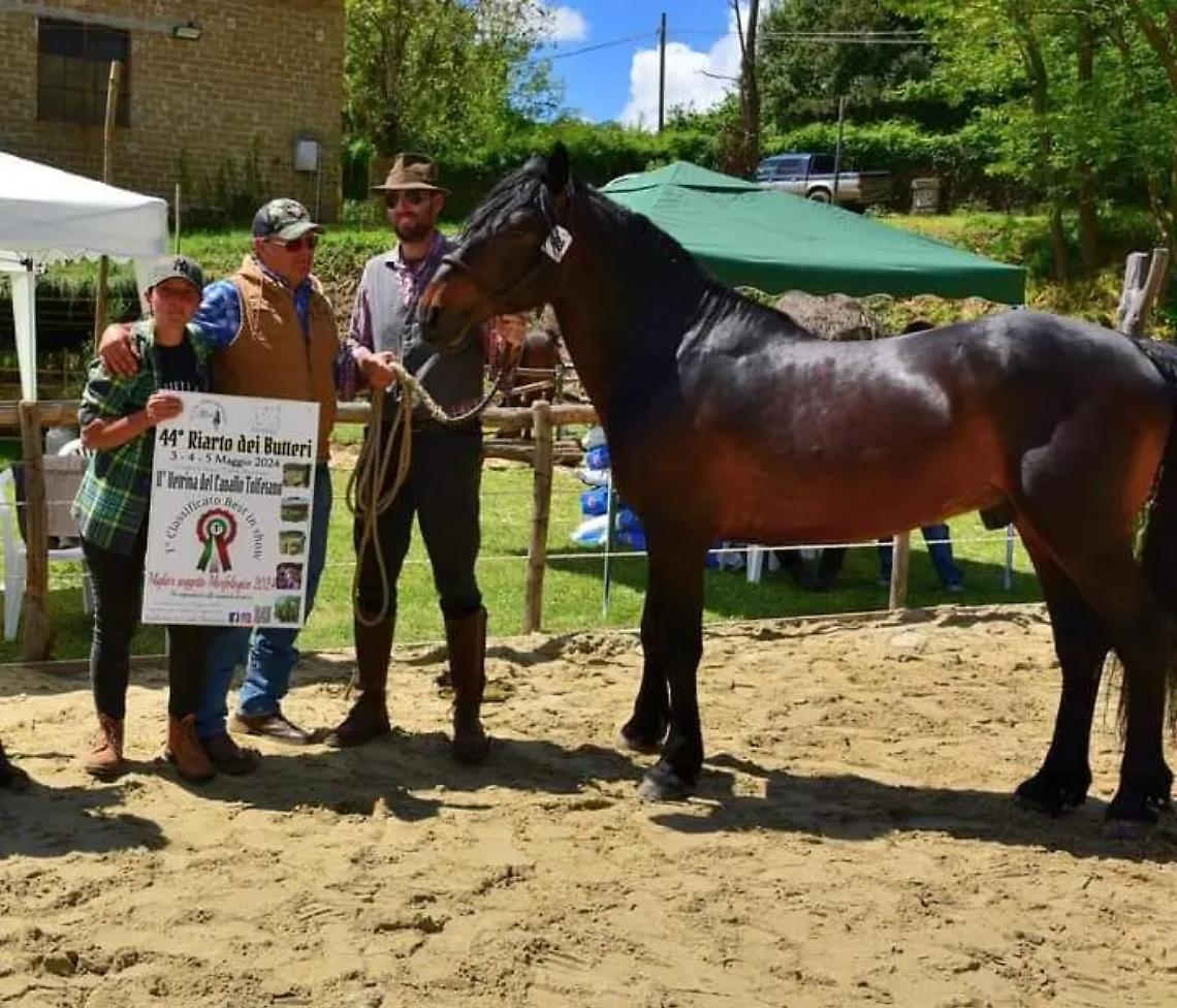 &ldquo;Tuono del Ferrone&rdquo; trionfa ancora: &egrave; il pi&ugrave; bel cavallo d&rsquo;Italia