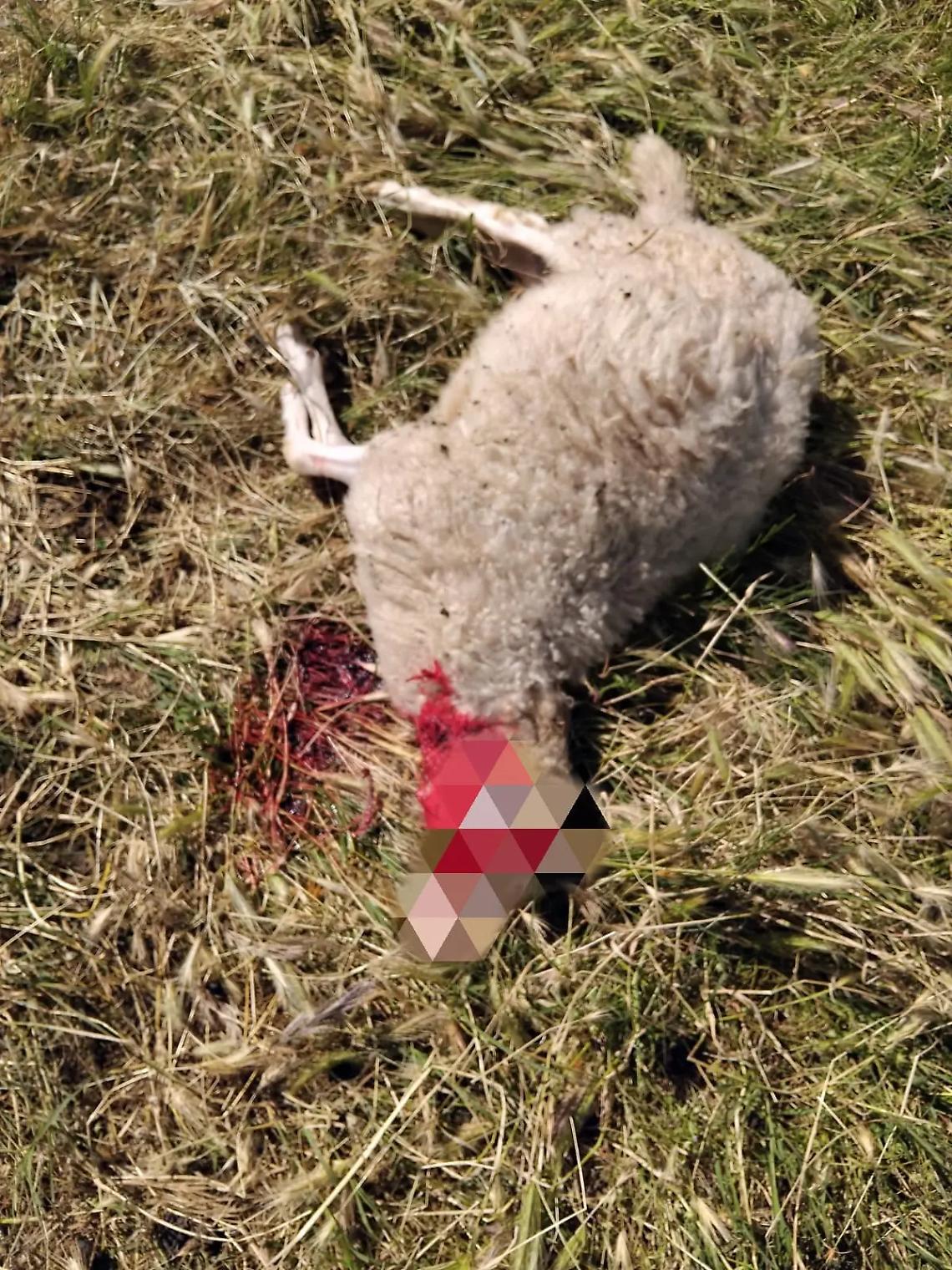 Pecore sbranate dai lupi: torna l&rsquo;incubo &ndash; VIDEO