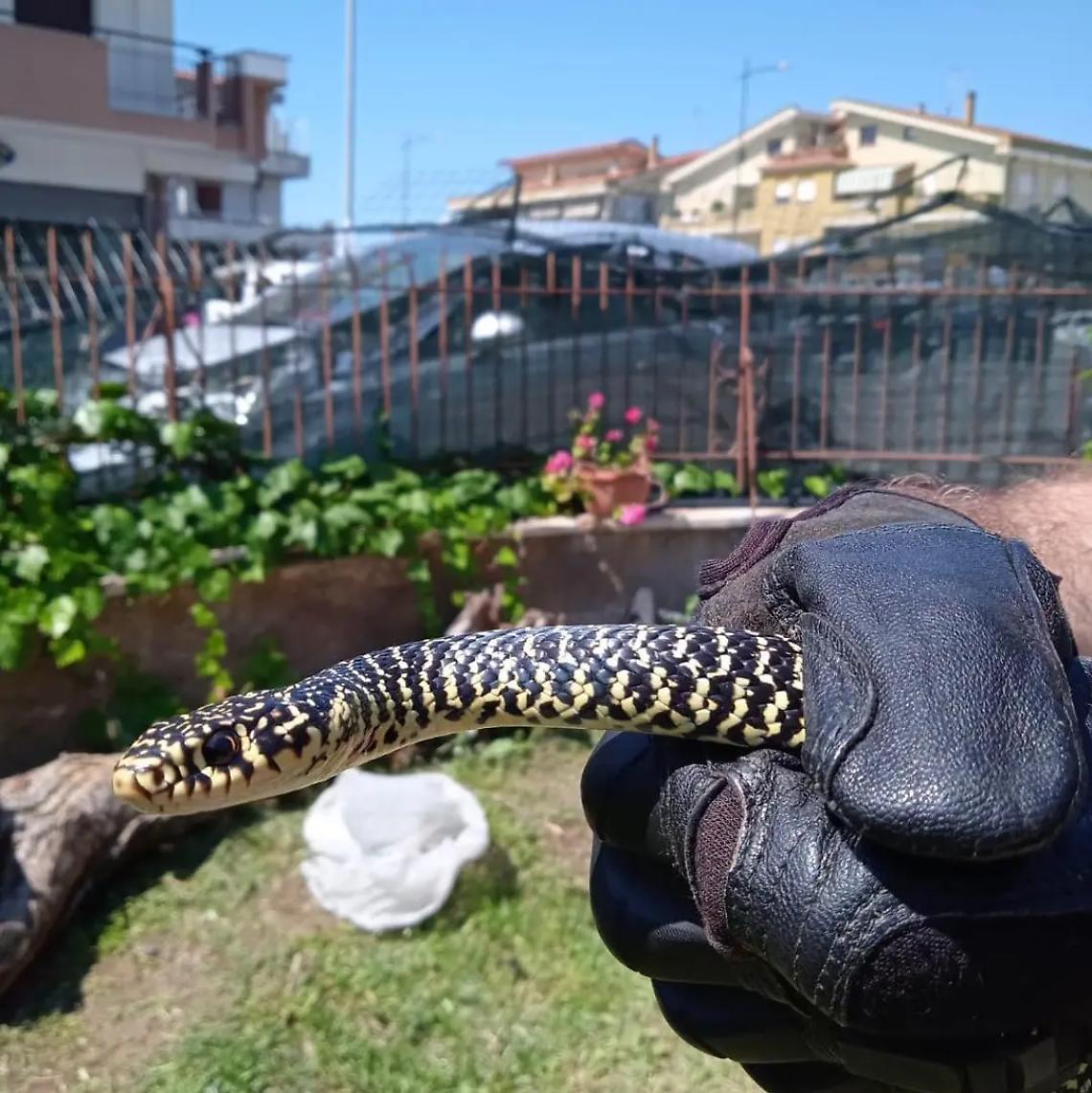 &laquo;C&rsquo;&egrave; un serpente nel mio giardino&raquo;, arriva Fareambiente