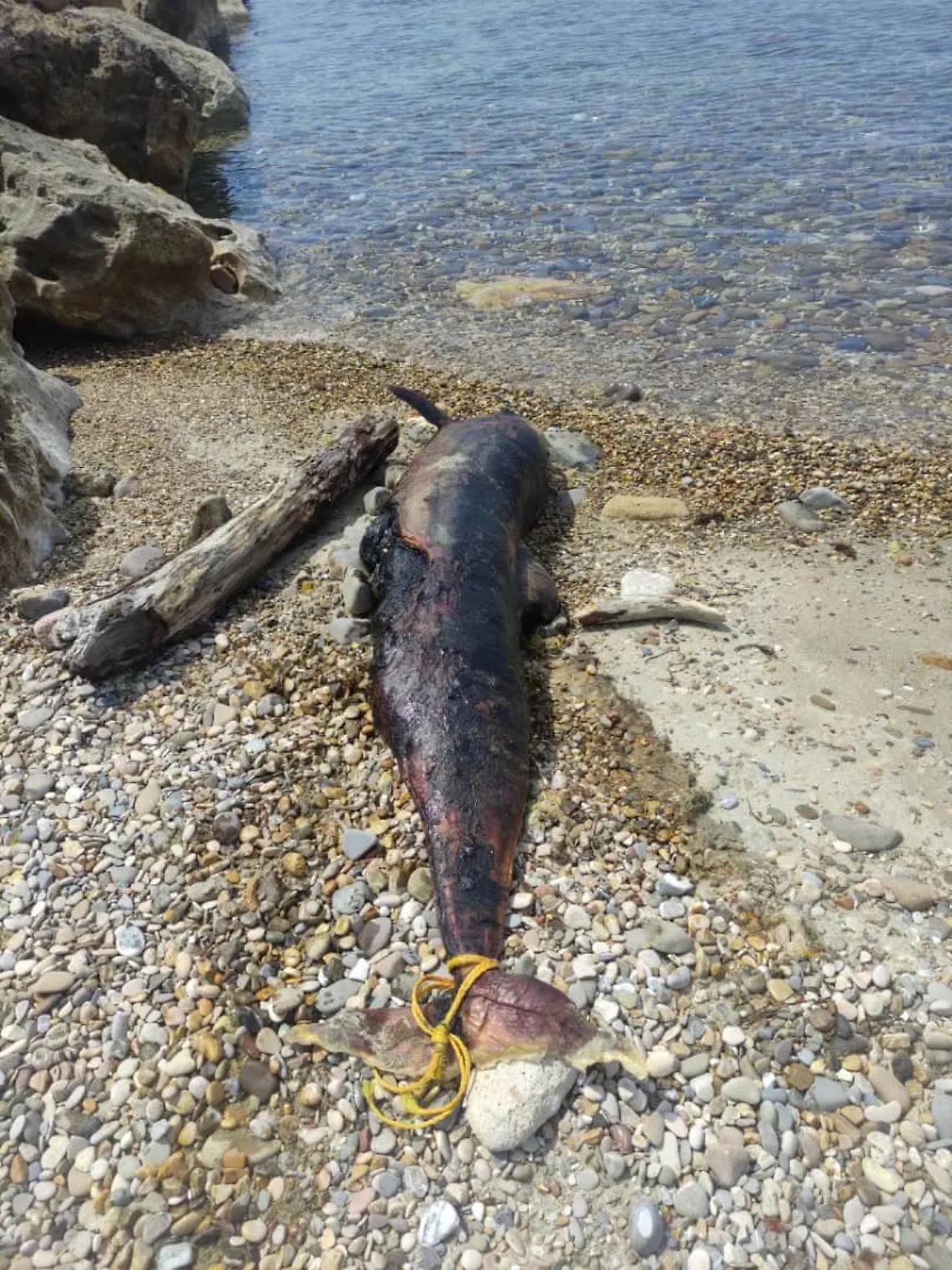 Delfino morto, Bioma preoccupata dai ritrovamenti